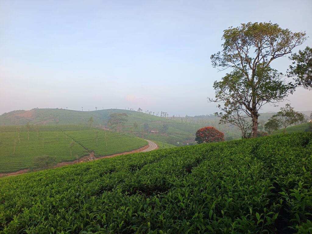 Wagamon - December 2025